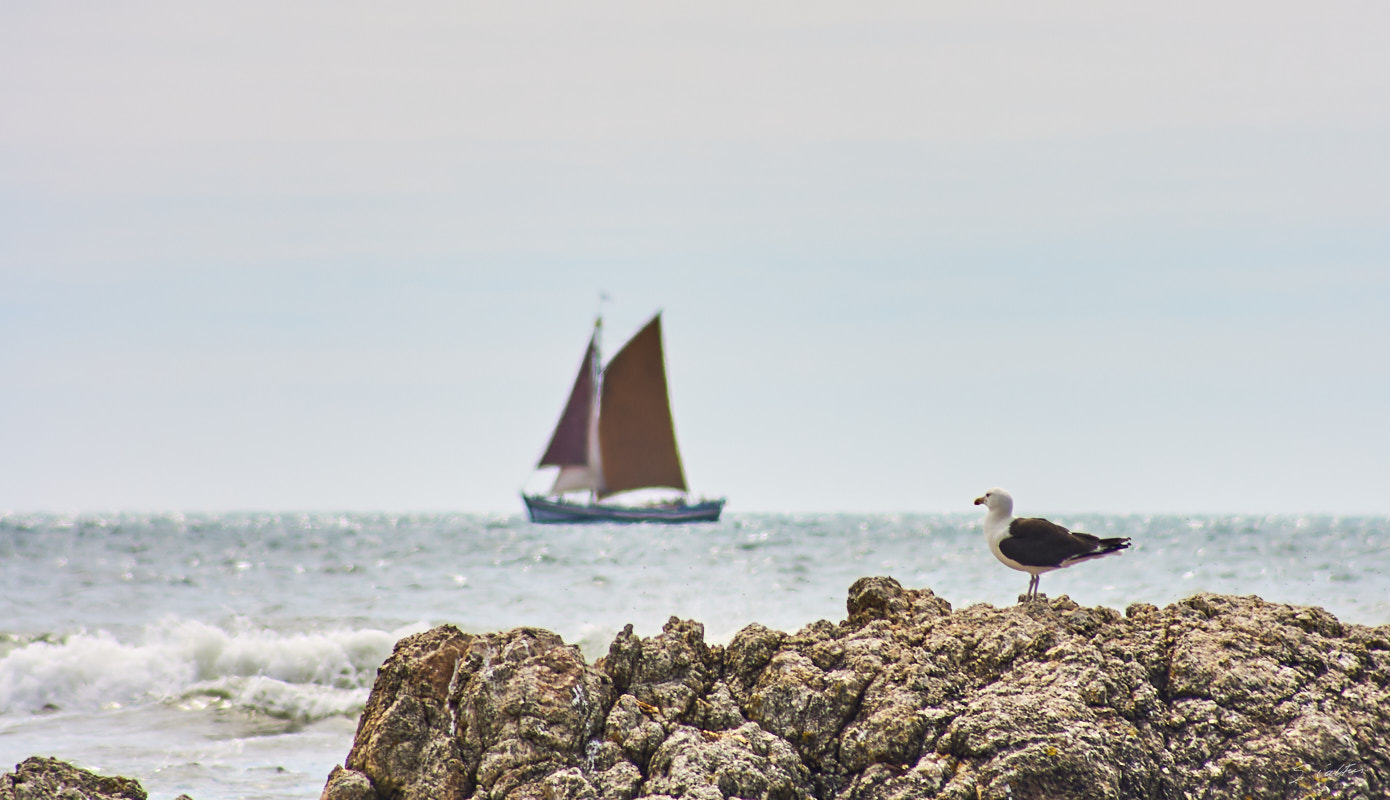 © All Rights Reserved - 2009-08-04 16:35:21 - f/8 1/400sec ISO-100 300mm - France, Noirmoutier