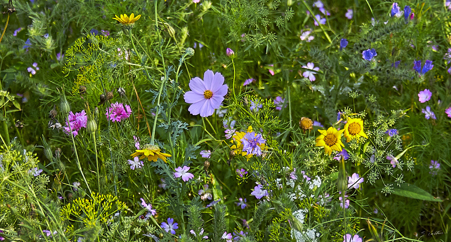 © All Rights Reserved - 2010-07-24 18:54:35 - f/5.6 1/2000sec ISO-800 55mm - France, Alsace, Strasbourg