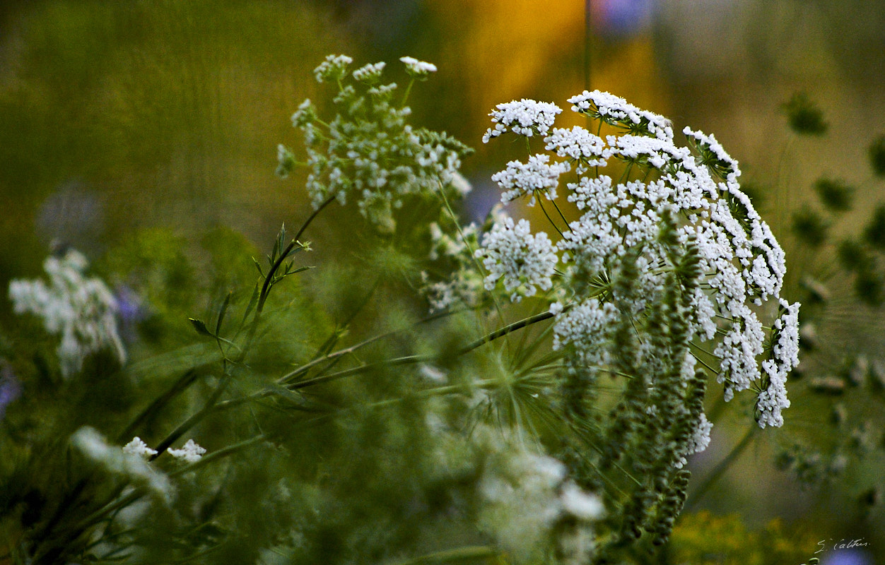 © All Rights Reserved - 2010-07-24 19:02:18 - f/5 1/4000sec ISO-1600 205mm - France, Alsace, Strasbourg