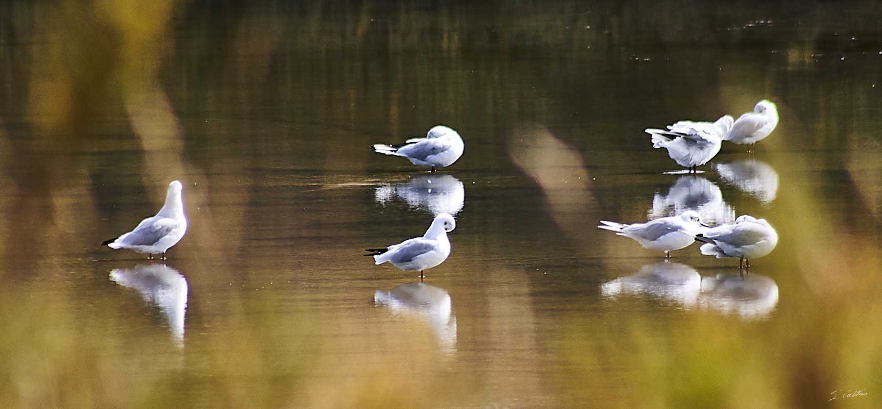 © All Rights Reserved - 2010-08-07 17:01:17 - f/6.3 1/800sec ISO-250 300mm - France, Pays-de-Loire, Guérande, marais salant