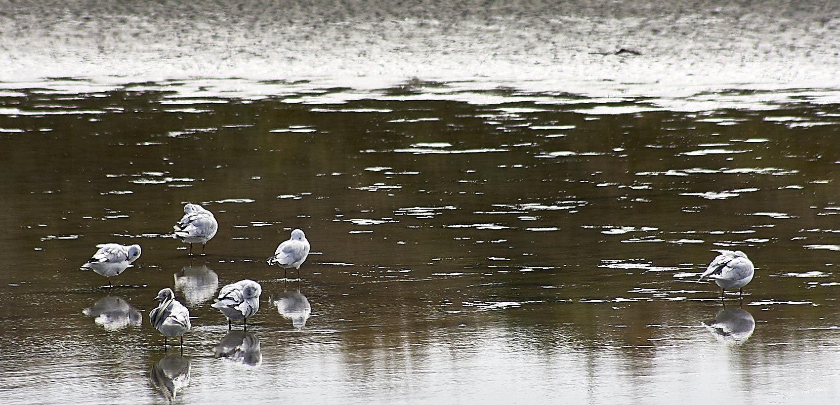 © All Rights Reserved - 2010-08-07 17:03:41 - f/8 1/800sec ISO-200 300mm - France, Pays-de-Loire, Guérande, marais salant