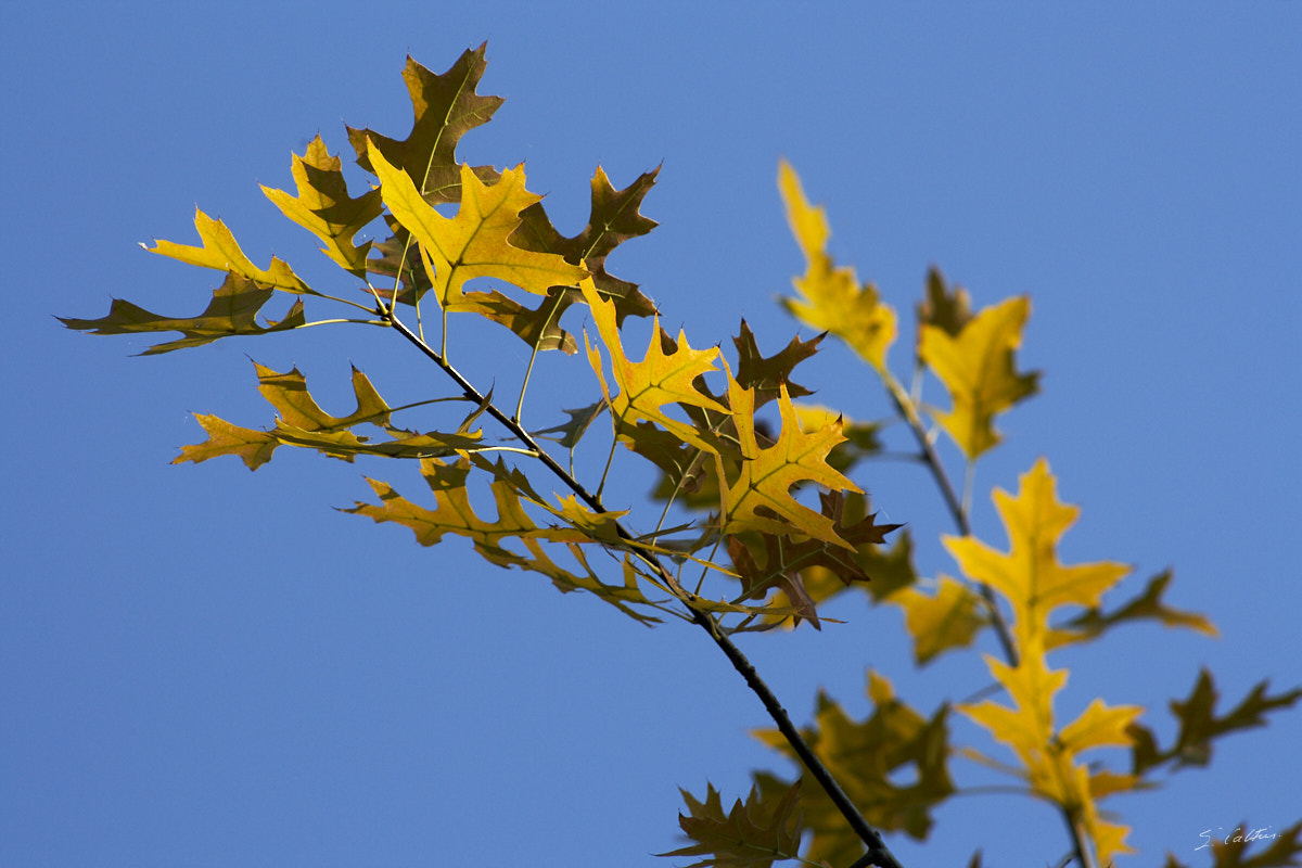 © All Rights Reserved - 2011-10-02 17:17:37 - f/8 1/640sec ISO-400 220mm - France, Alsace, Strasbourg