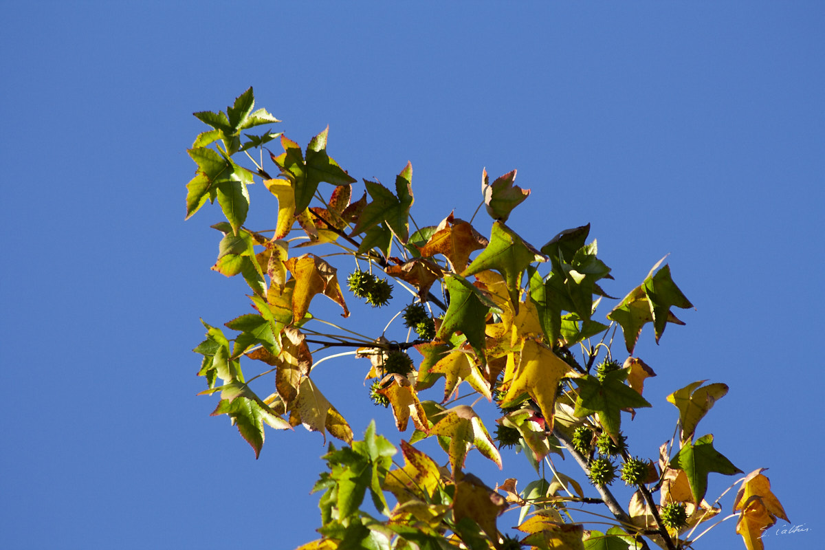 © All Rights Reserved - 2011-10-02 17:18:59 - f/8 1/500sec ISO-400 300mm - France, Alsace, Strasbourg