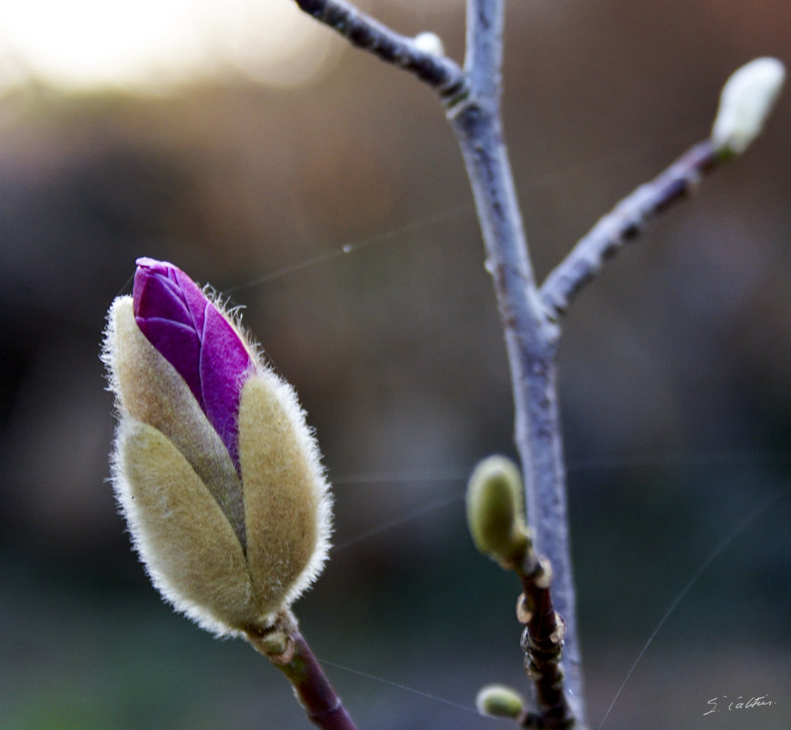 © All Rights Reserved - 2012-03-25 19:03:59 - f/5.6 1/60sec ISO-640 55mm - France, Alsace, Strasbourg