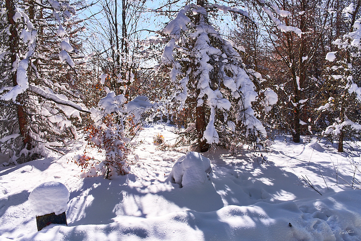 © All Rights Reserved - 2013-03-03 15:43:52 - f/8 1/200sec ISO-100 18mm - France, Alsace, Rothlach