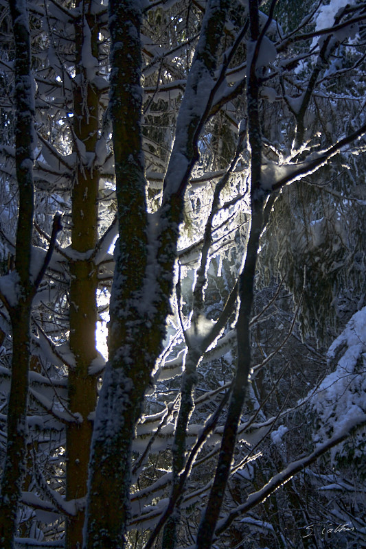 © All Rights Reserved - 2013-03-03 16:22:40 - f/5.6 1/125sec ISO-200 55mm - France, Alsace, Rothlach