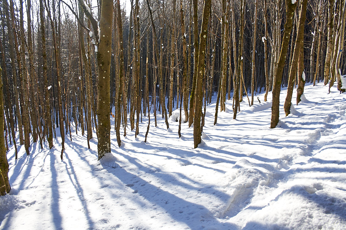 © All Rights Reserved - 2013-03-03 16:37:30 - f/5.6 1/400sec ISO-200 18mm - France, Alsace, Rothlach