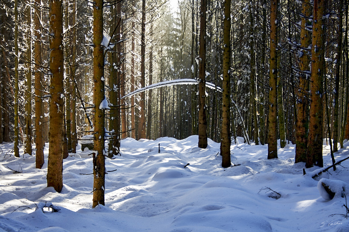 © All Rights Reserved - 2013-03-03 16:46:09 - f/5.6 1/60sec ISO-200 55mm - France, Alsace, Rothlach