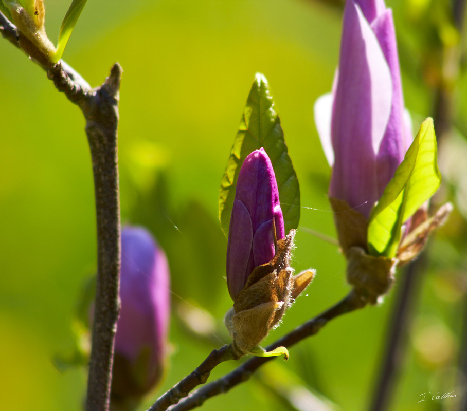 © All Rights Reserved - 2013-04-24 14:47:47 - f/8 1/250sec ISO-200 300mm - France, Alsace, Strasbourg