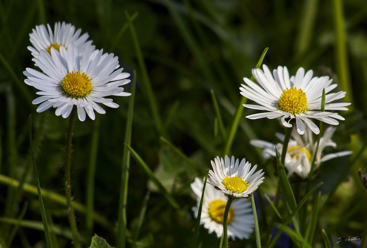 © All Rights Reserved - 2013-04-24 14:49:05 - f/8 1/160sec ISO-200 240mm - France, Alsace, Strasbourg