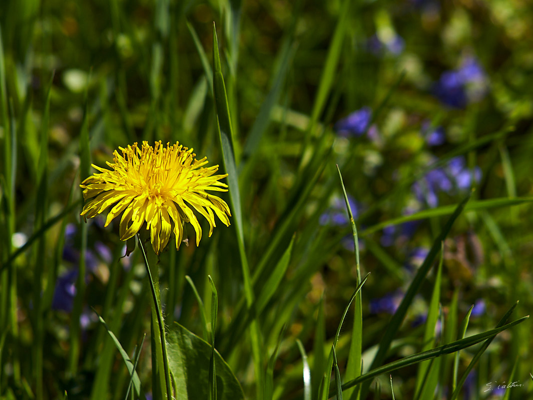 © All Rights Reserved - 2013-04-24 14:50:45 - f/8 1/500sec ISO-200 200mm - France, Alsace, Strasbourg