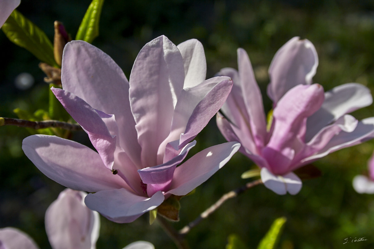 © All Rights Reserved - 2013-04-24 15:32:51 - f/9 1/800sec ISO-200 42mm - France, Alsace, Strasbourg