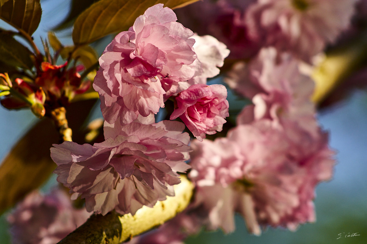 © All Rights Reserved - 2013-04-25 16:46:18 - f/6.3 1/640sec ISO-400 180mm - France, Alsace, Strasbourg