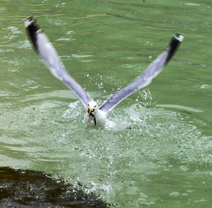 © All Rights Reserved - 2013-08-02 15:09:57 - f/8 1/400sec ISO-200 135mm - France, Le Croisic, aquarium