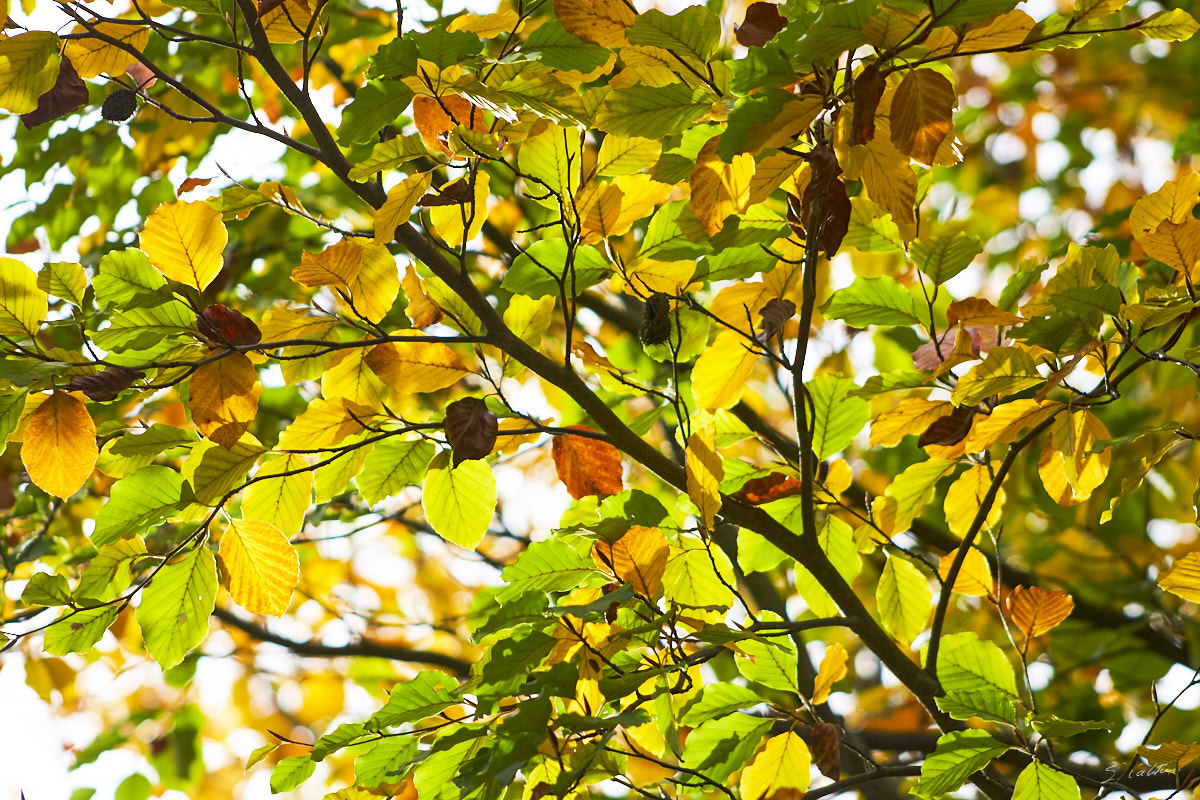 © All Rights Reserved - 2013-11-09 11:03:02 - f/4.5 1/800sec ISO-200 125mm - France, Versailles