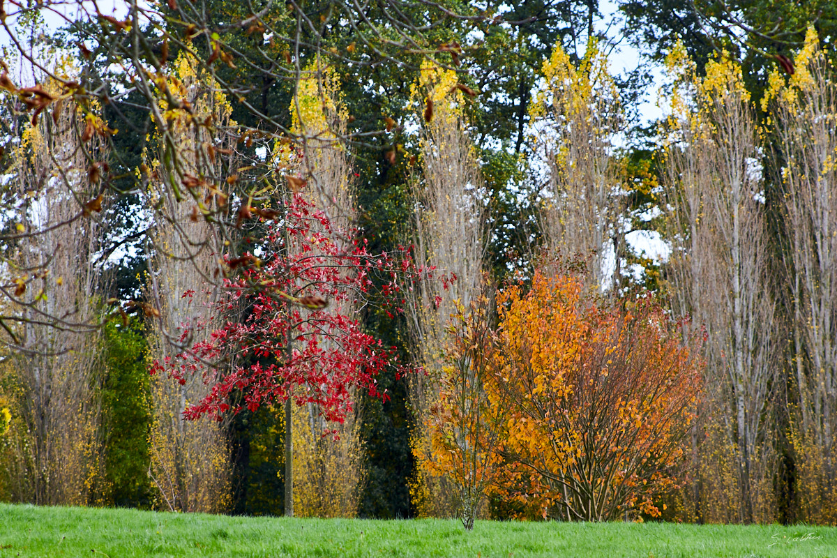 © All Rights Reserved - 2013-11-09 11:25:49 - f/6.3 1/125sec ISO-200 170mm - France, Versailles