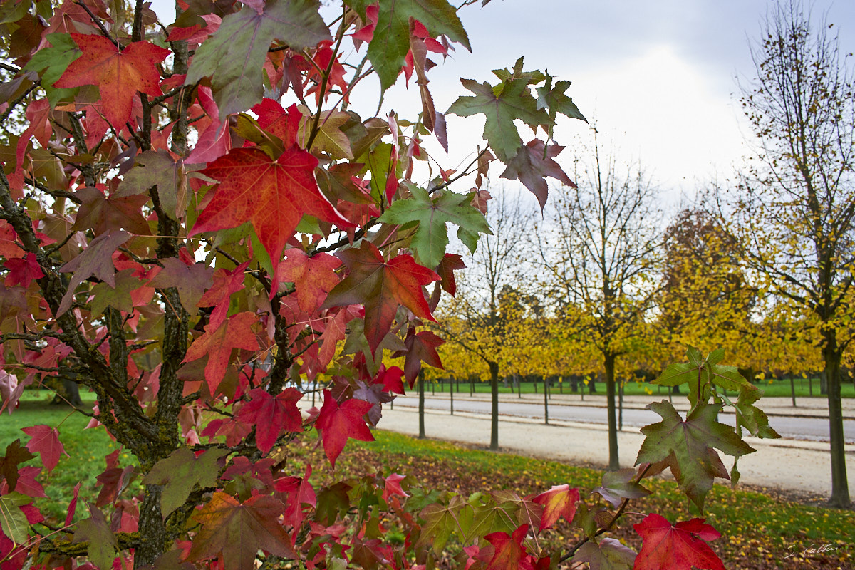 © All Rights Reserved - 2013-11-09 11:30:28 - f/6.3 1/200sec ISO-200 18mm - France, Versailles