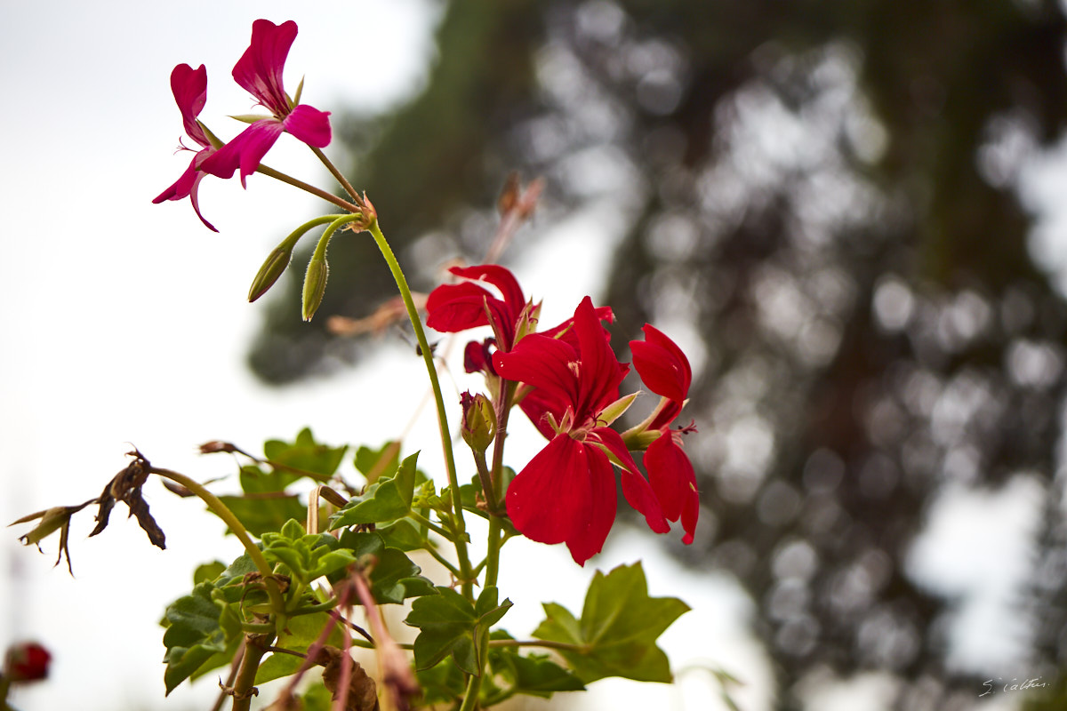 © All Rights Reserved - 2013-11-15 12:40:16 - f/8 1/125sec ISO-100 80mm - France, Alsace, Strasbourg