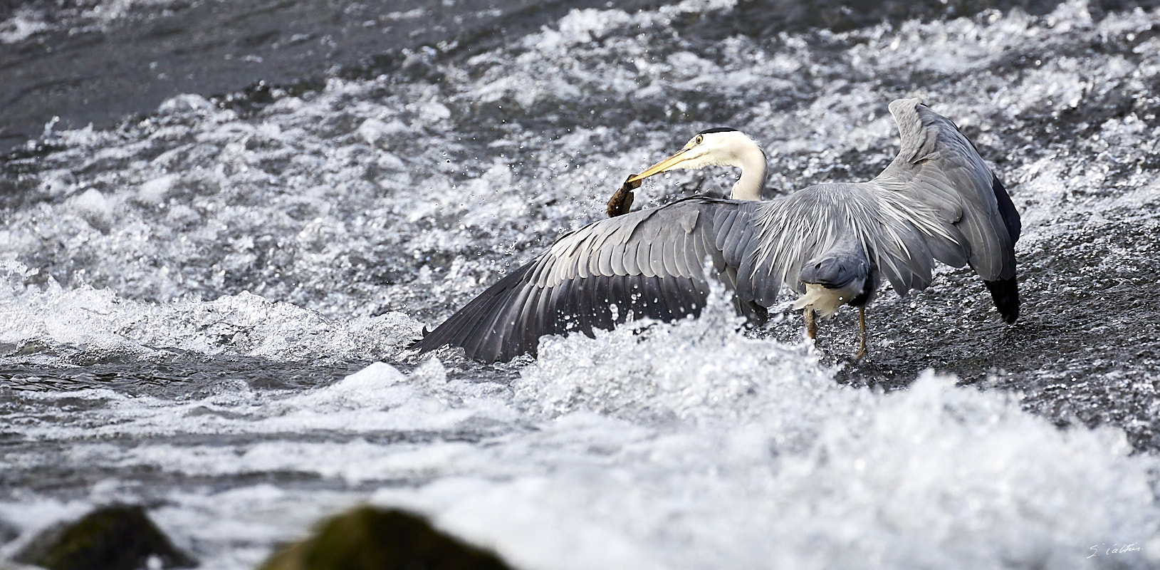 © All Rights Reserved - 2015-05-27 19:19:50 - f/7.1 1/1000sec ISO-800 400mm - France, Alsace, Strasbourg