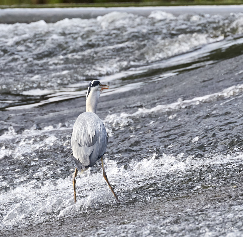 © All Rights Reserved - 2015-05-27 19:20:00 - f/7.1 1/640sec ISO-800 400mm - France, Alsace, Strasbourg