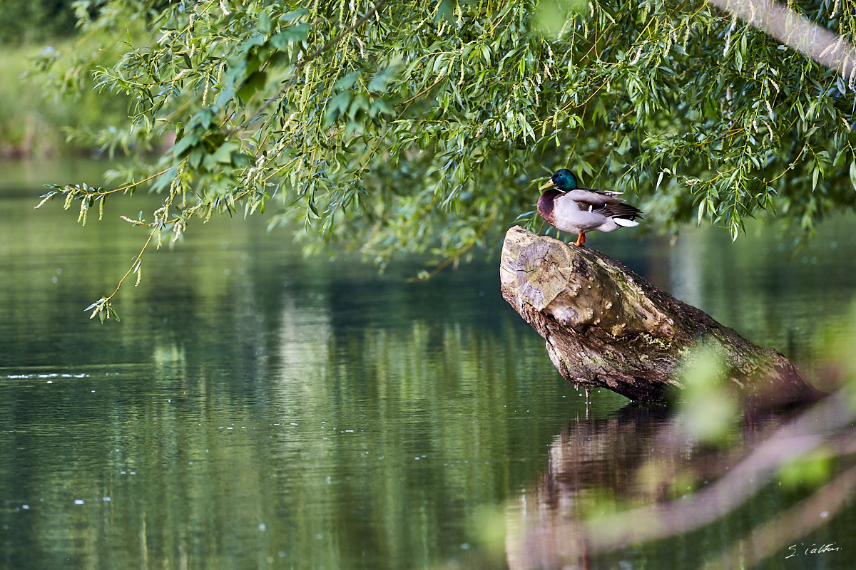 © All Rights Reserved - 2015-05-27 19:23:46 - f/7.1 1/200sec ISO-800 400mm - France, Alsace, Strasbourg