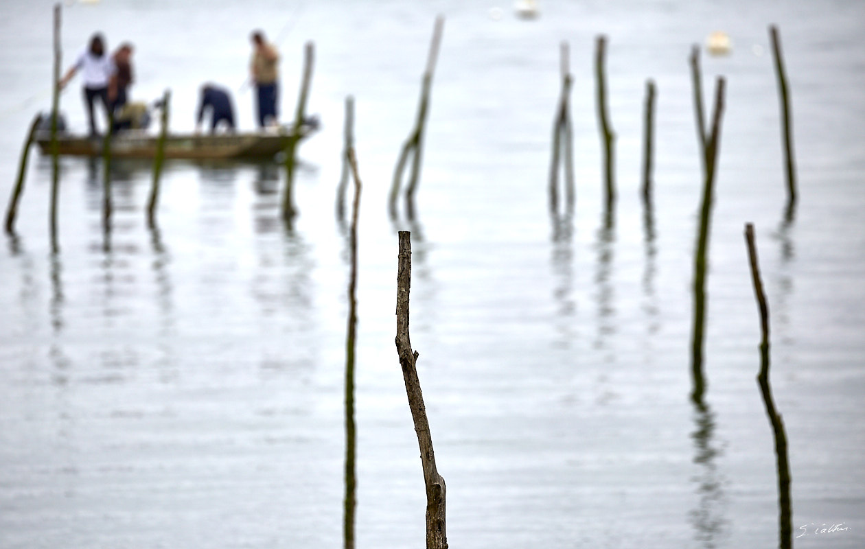 © All Rights Reserved - 2015-06-13 11:56:46 - f/5.6 1/1250sec ISO-200 400mm - France, Aquitaine, Gironde, Cap Ferret