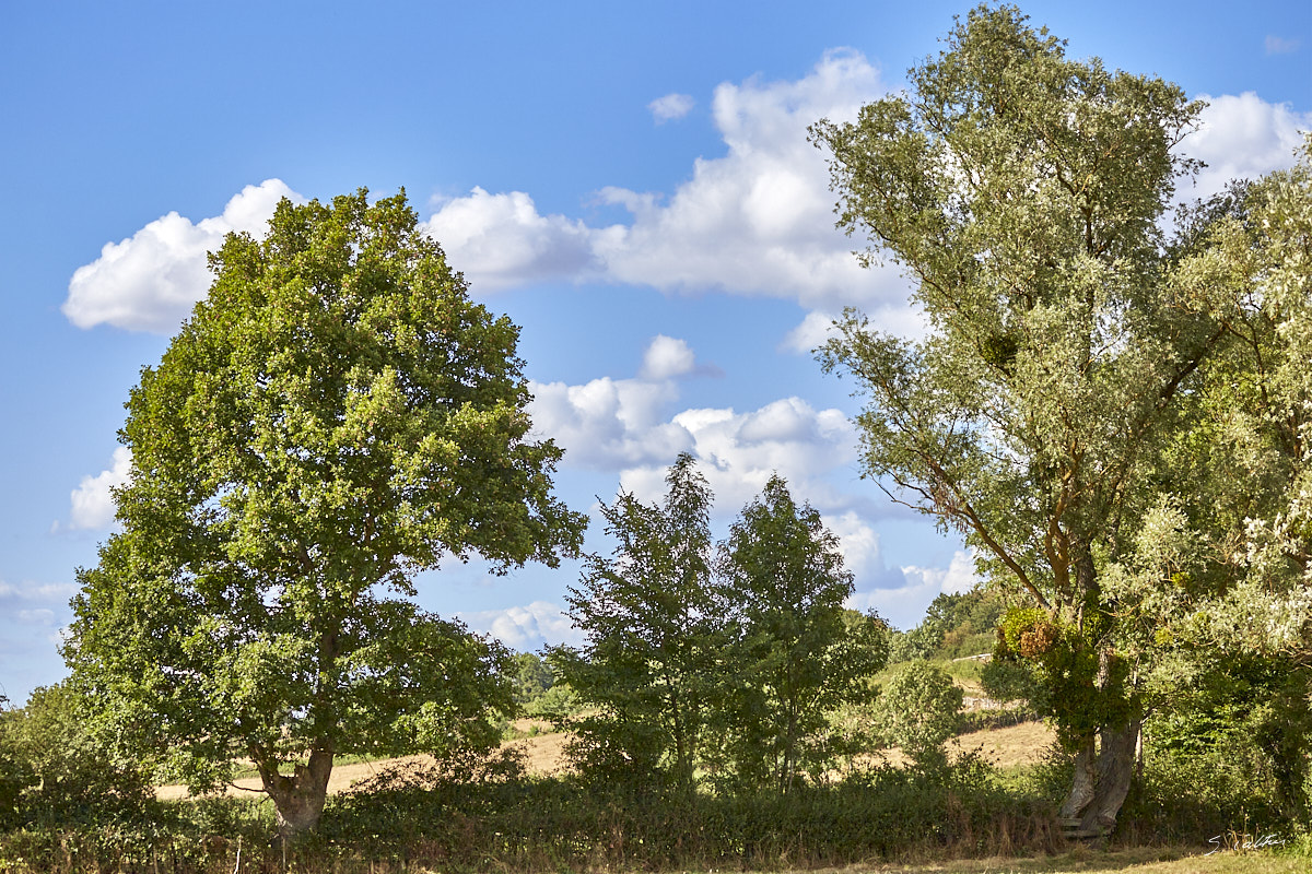 © All Rights Reserved - 2015-07-25 17:56:59 - f/5 1/2000sec ISO-200 100mm - France, Bourgogne, Saône-et-Loire, Sigy-le-Châtel