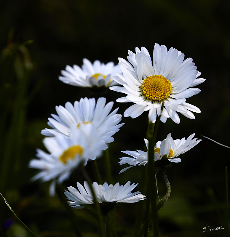 © All Rights Reserved - 2016-05-04 12:55:21 - f/9 1/500sec ISO-400 400mm - Strasbourg