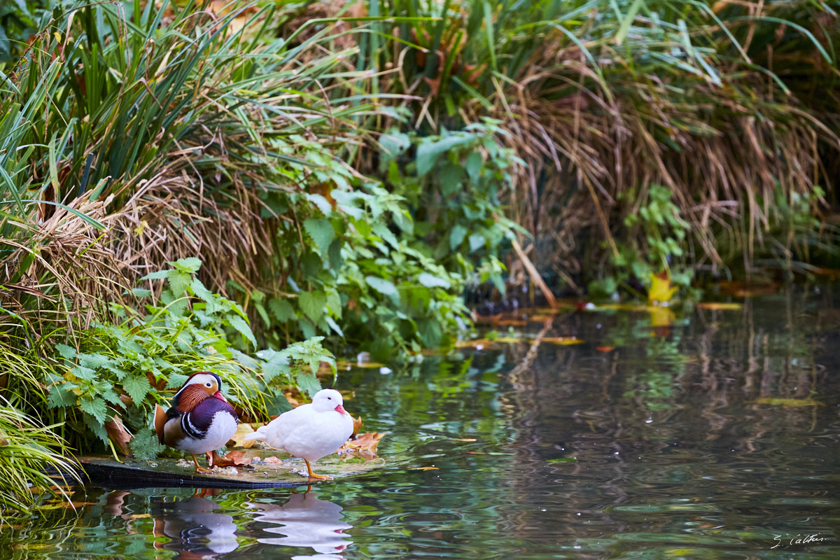 © All Rights Reserved - 2016-11-15 13:03:19 - f/5.6 1/320sec ISO-1600 400mm - France, Île-de-France - Paris