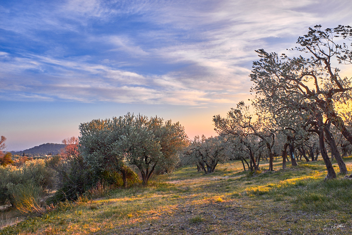 © All Rights Reserved - 2017-01-24 17:16:48 - f/8 1/80sec ISO-200 18.5mm - France, Provence, Les Baux-de-Provence