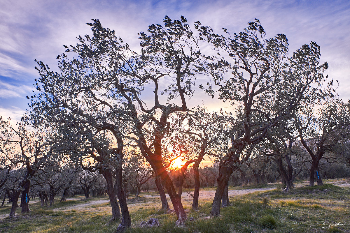 © All Rights Reserved - 2017-01-24 17:18:34 - f/8 1/80sec ISO-200 18.5mm - France, Provence, Les Baux-de-Provence