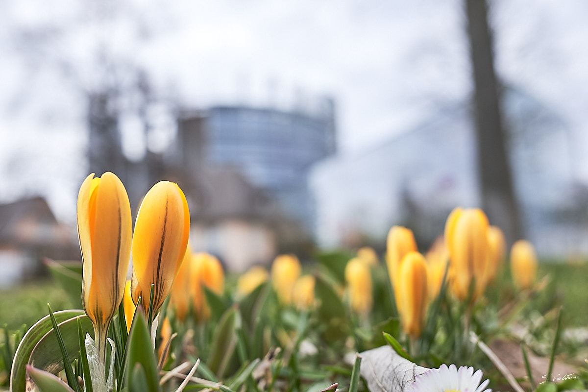 © All Rights Reserved - 2017-03-04 16:24:57 - f/4 1/90sec ISO-200 18.5mm - France, Alsace, Strasbourg, Parlement européen