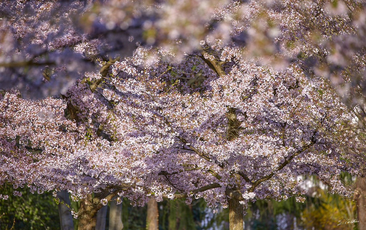 © All Rights Reserved - 2017-03-29 17:27:32 - f/5.6 1/1000sec ISO-400 400mm - France, Alsace, Strasbourg, Parcs