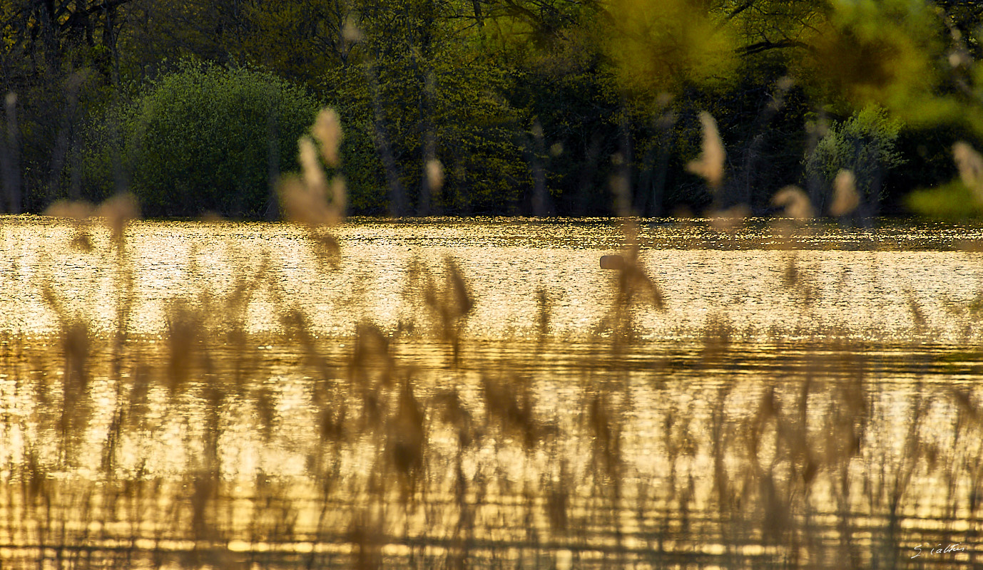 © All Rights Reserved - 2017-04-19 19:30:10 - f/8 1/125sec ISO-100 400mm - France, Saône-et-Loire, étang de Torcy