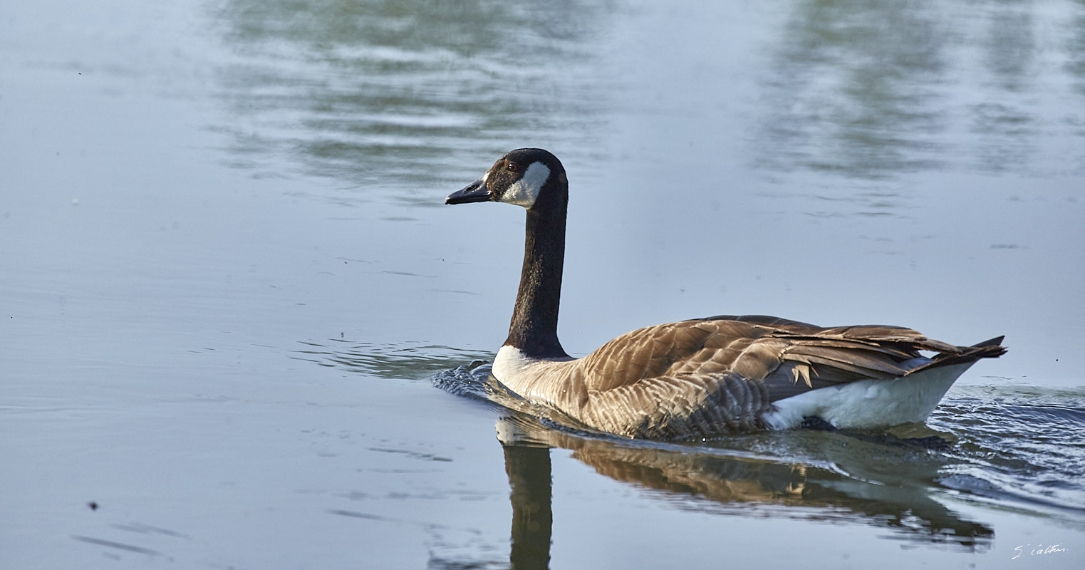 © All Rights Reserved - 2017-05-28 19:29:08 - f/5.6 1/2000sec ISO-400 400mm - France, Alsace, Strasbourg