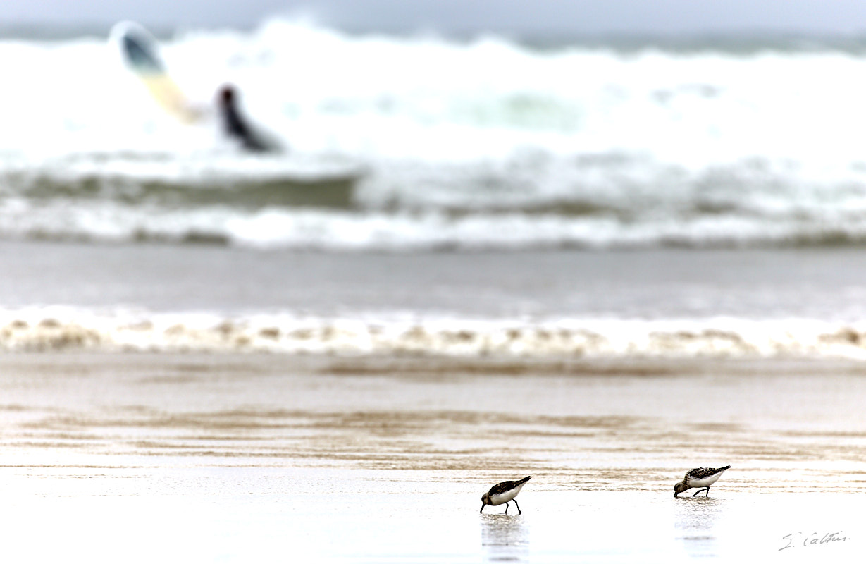 © All Rights Reserved - 2017-08-02 18:12:32 - f/5.6 1/500sec ISO-100 400mm - France, Bretagne, Carnac