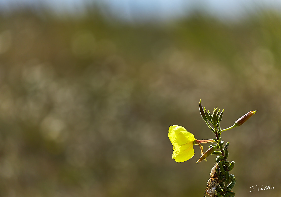 © All Rights Reserved - 2017-08-05 11:23:20 - f/5.6 1/1000sec ISO-160 400mm - France, Bretagne, Carnac