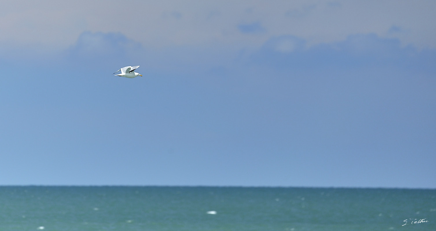 © All Rights Reserved - 2017-08-09 14:43:12 - f/5.6 1/500sec ISO-100 400mm - France, Normandie, Veulettes-sur-Mer