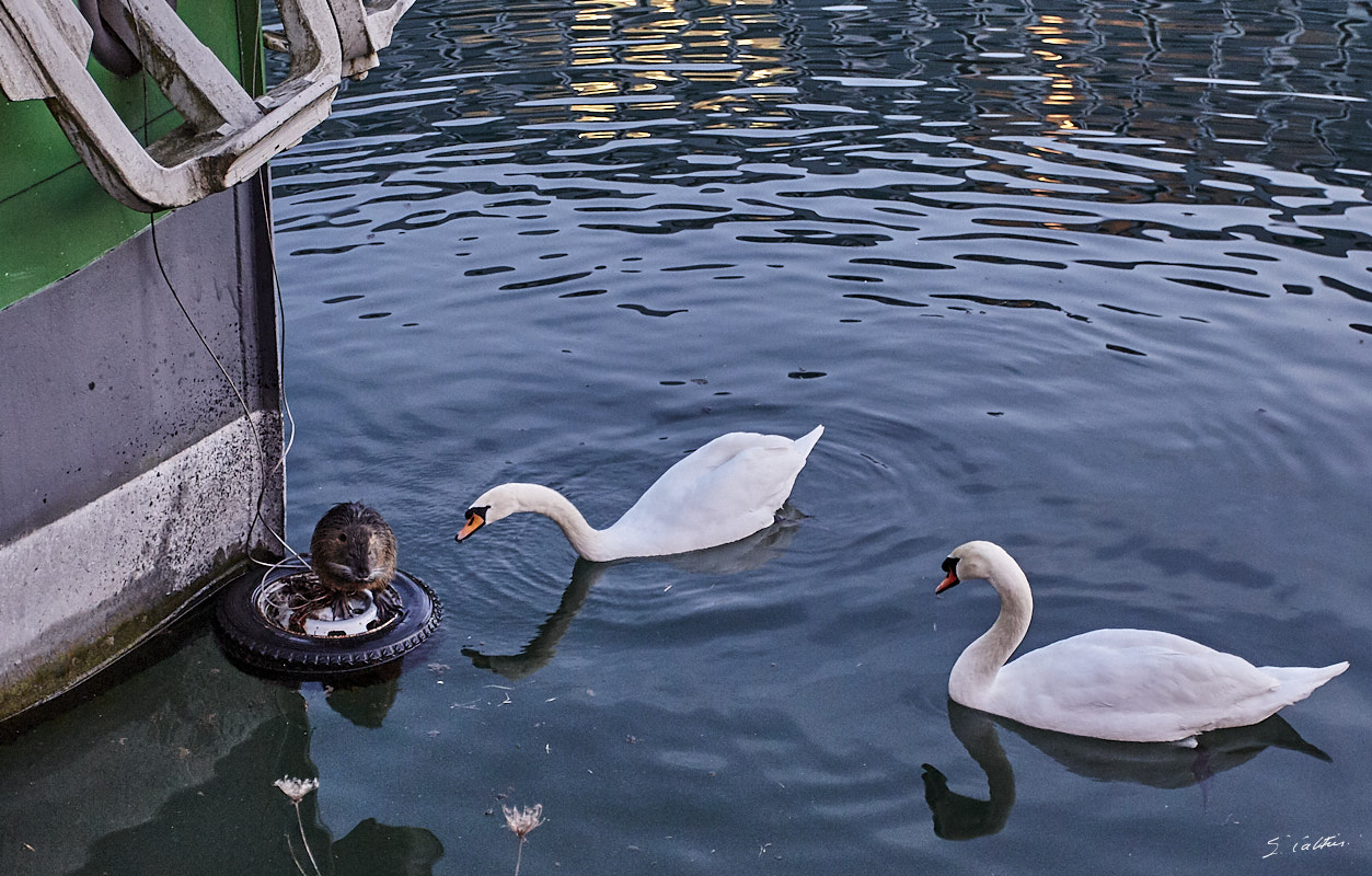 © All Rights Reserved - 2018-02-16 18:02:11 - f/4 1/50sec ISO-2000 40mm - France, Alsace, Strasbourg