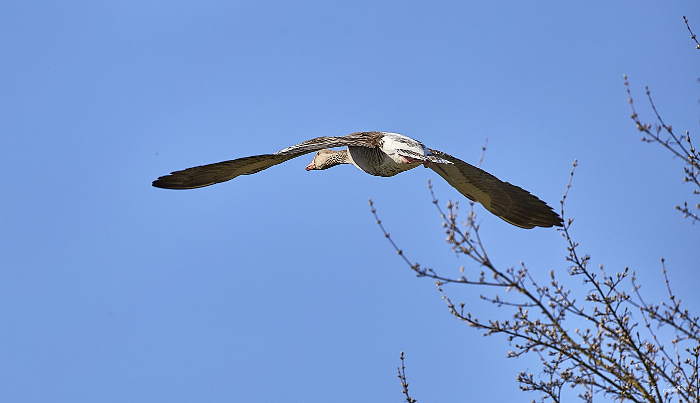 © All Rights Reserved - 2018-04-07 16:52:45 - f/5.6 1/3200sec ISO-320 400mm- Allemagne - Kehl - Rive du Rhin