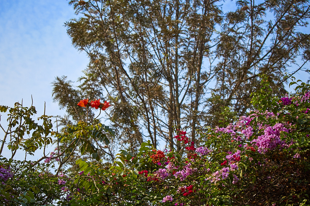 © All Rights Reserved - 2019-08-19 08:10:16 - f/5.6 1/500sec ISO-100 100mm - Rwanda, Kigali