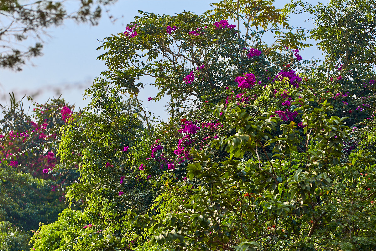 © All Rights Reserved - 2019-08-19 08:10:46 - f/5.6 1/200sec ISO-100 227mm - Rwanda, Kigali