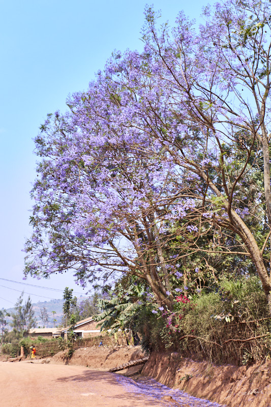 © All Rights Reserved - 2019-08-22 09:45:51 f/8 1/320sec ISO-160 46mm - Rwanda, Kigali, Masaka