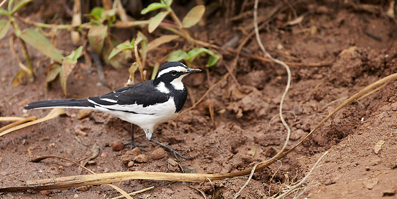 © All Rights Reserved - 2019-08-22 11:58:54 f/6.3 1/500sec ISO-500 400mm - Rwanda, Lac Muhazi