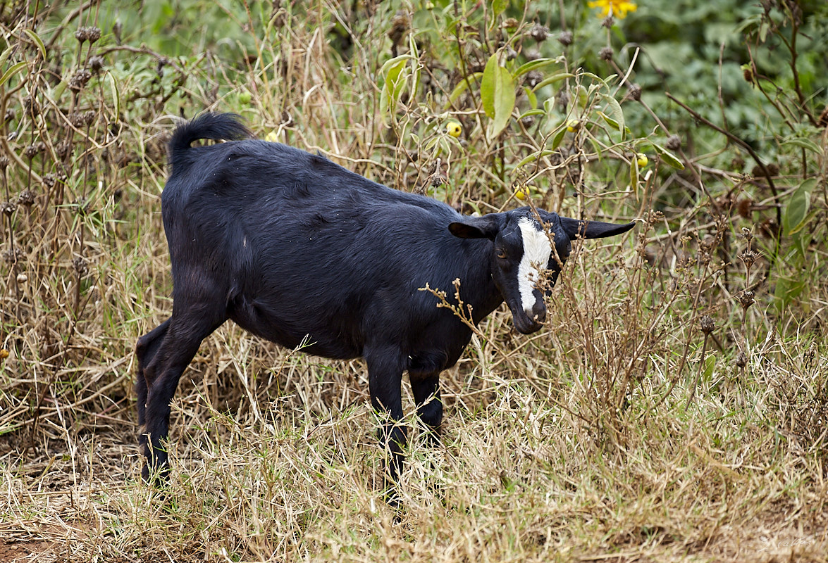 © All Rights Reserved - 2019-08-22 12:08:20 f/5.6 1/500sec ISO-400 330mm - Rwanda, Lac Muhazi