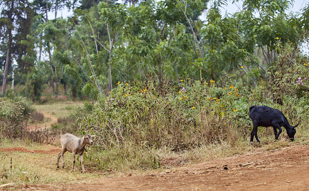 © All Rights Reserved - 2019-08-22 12:08:44 f/5 1/500sec ISO-200 100mm - Rwanda, Lac Muhazi