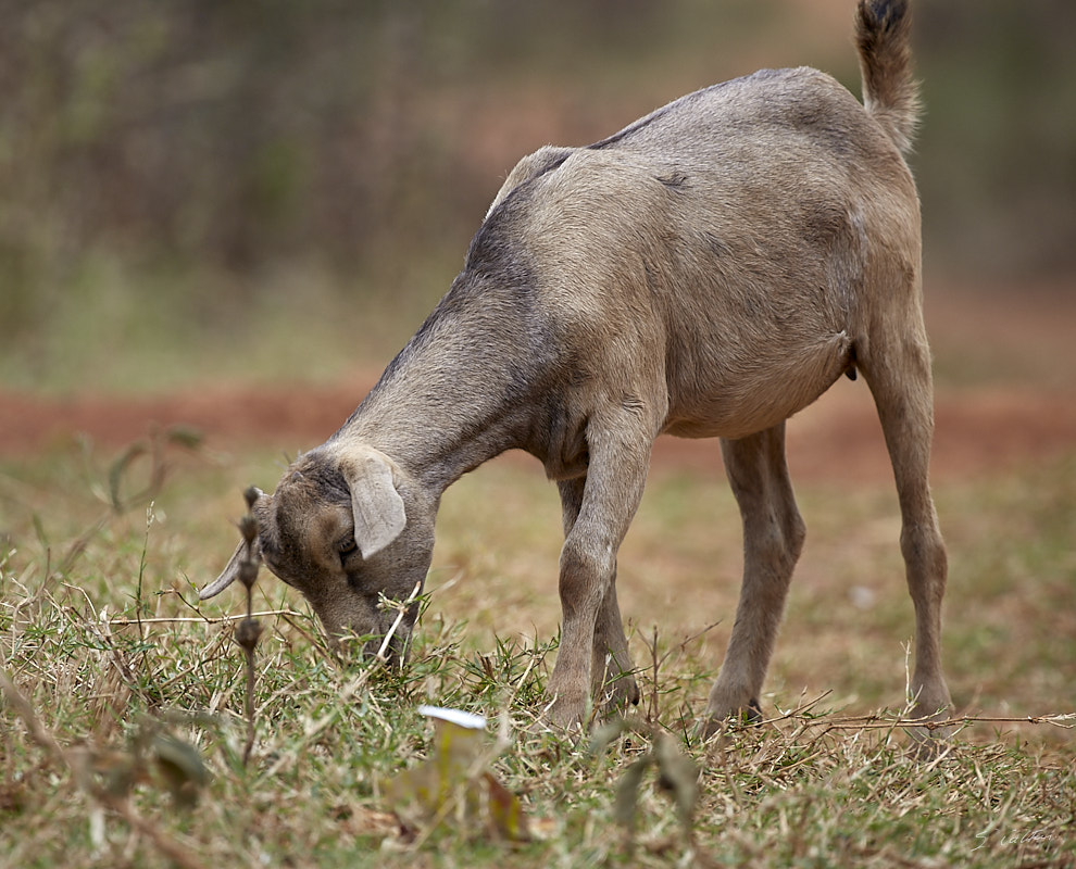 © All Rights Reserved - 2019-08-22 12:09:06 f/6.3 1/500sec ISO-200 400mm - Rwanda, Lac Muhazi