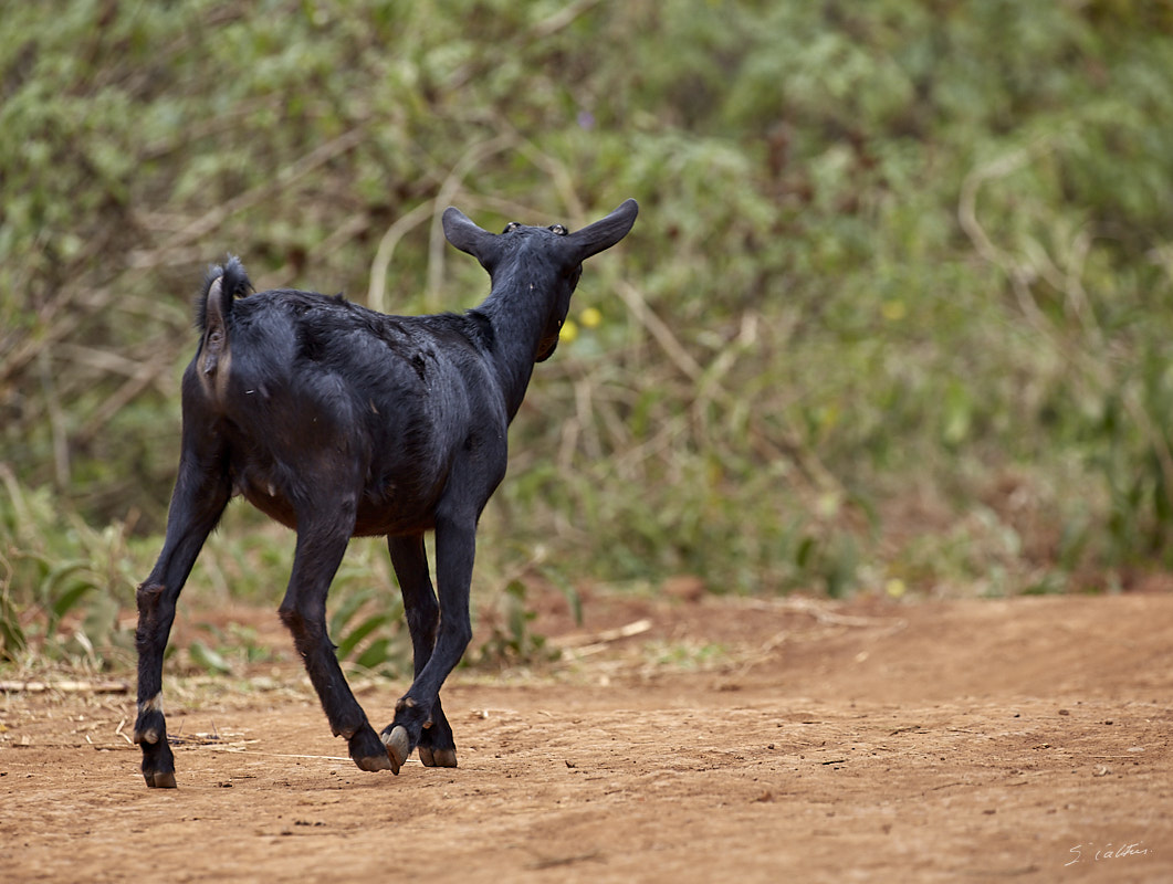 © All Rights Reserved - 2019-08-22 12:09:14 f/5.6 1/500sec ISO-400 300mm - Rwanda, Lac Muhazi