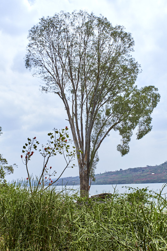 © All Rights Reserved - 2019-08-22 12:23:08 f/8 1/800sec ISO-160 33mm - Rwanda, Lac Muhazi