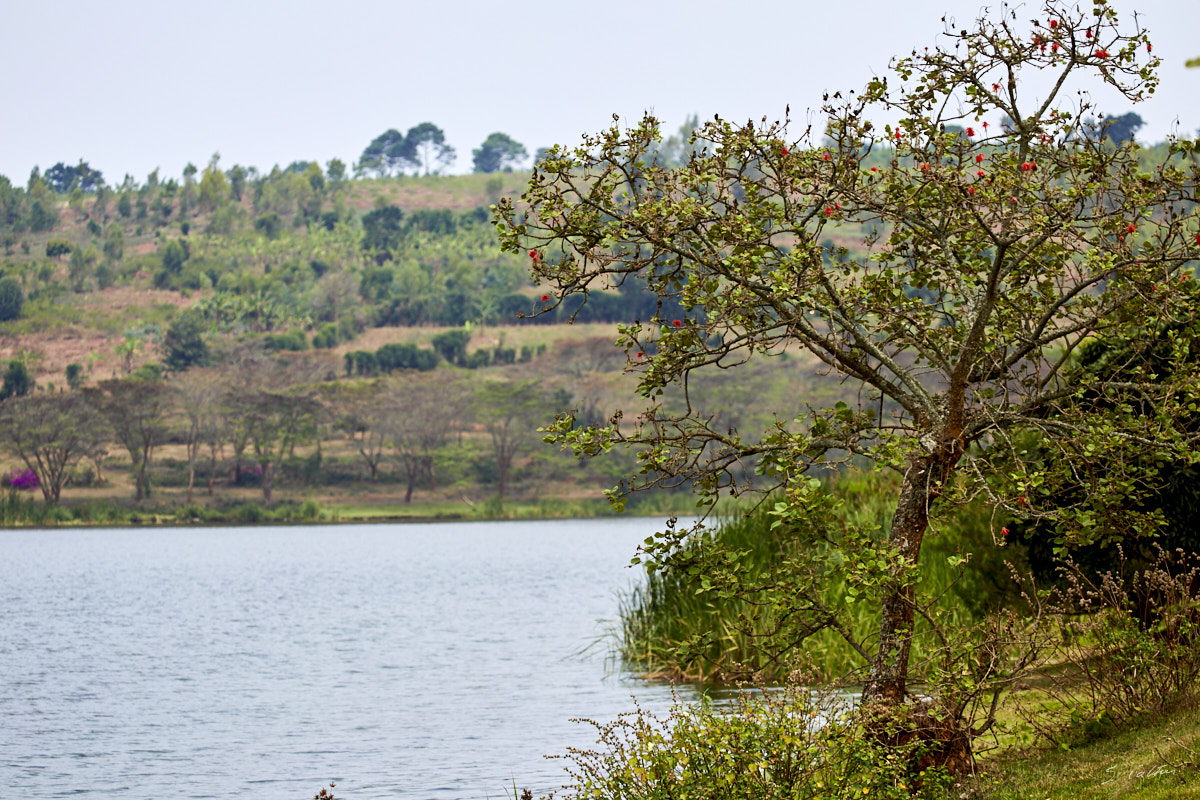 © All Rights Reserved - 2019-08-22 13:02:38 f/5 1/500sec ISO-100 164mm - Rwanda, Lac Muhazi